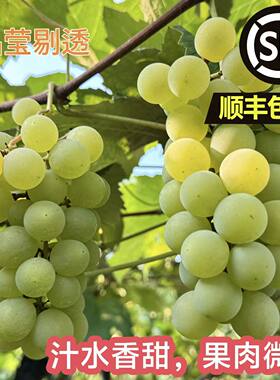 【顺丰温控包邮】有籽水晶葡萄青绿葡萄新鲜水果当季土葡萄老品种