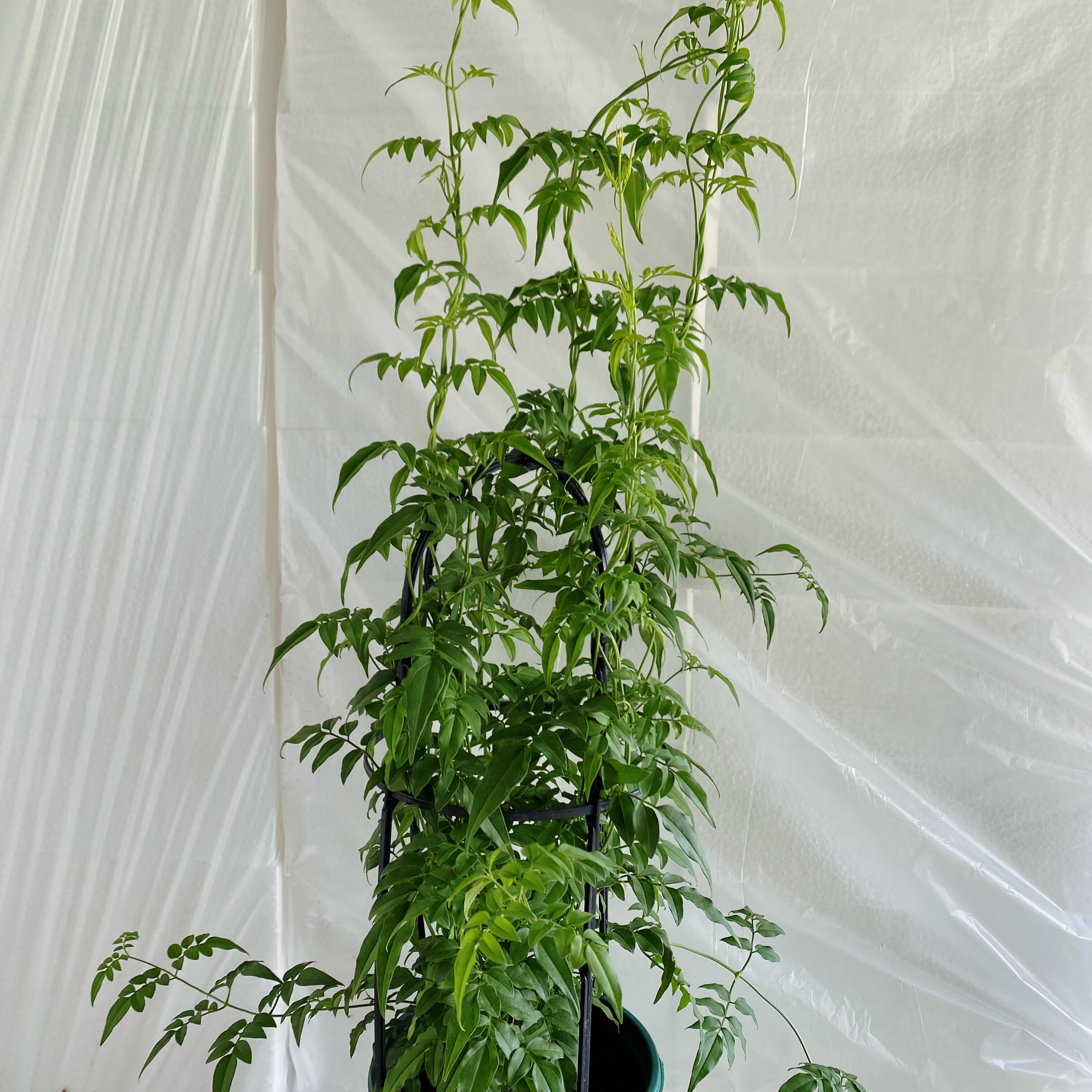 素馨花盆栽多花花卉室内阳台庭院四季易活懒人花爬藤藤蔓绿植花卉