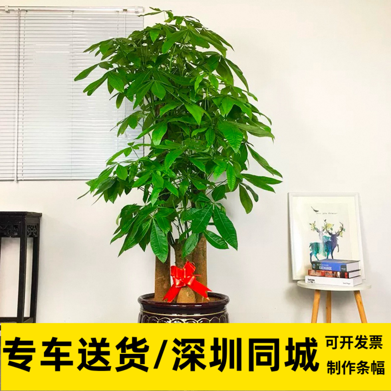 发财树盆栽办公室大颗植物客厅室内净化甲醛深圳同城乔迁送礼开业