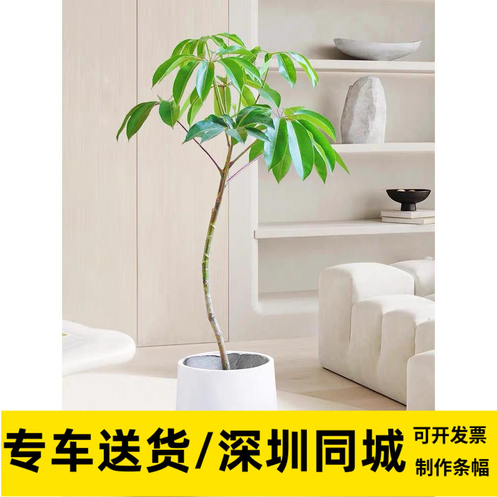 保罗日本大叶伞植物树盆栽网红造型植物好养活客厅阳台窗户办公室