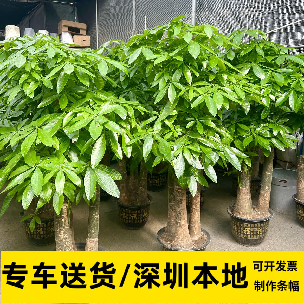 发财树盆栽办公室大颗植物客厅室内净化甲醛深圳同城乔迁送礼开业 鲜花速递/花卉仿真/绿植园艺 大型绿植/成品组合盆栽 原图主图