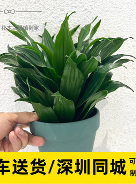 太阳神四季常青绿色懒人花卉室内花净化空气万年青植物小盆栽绿植