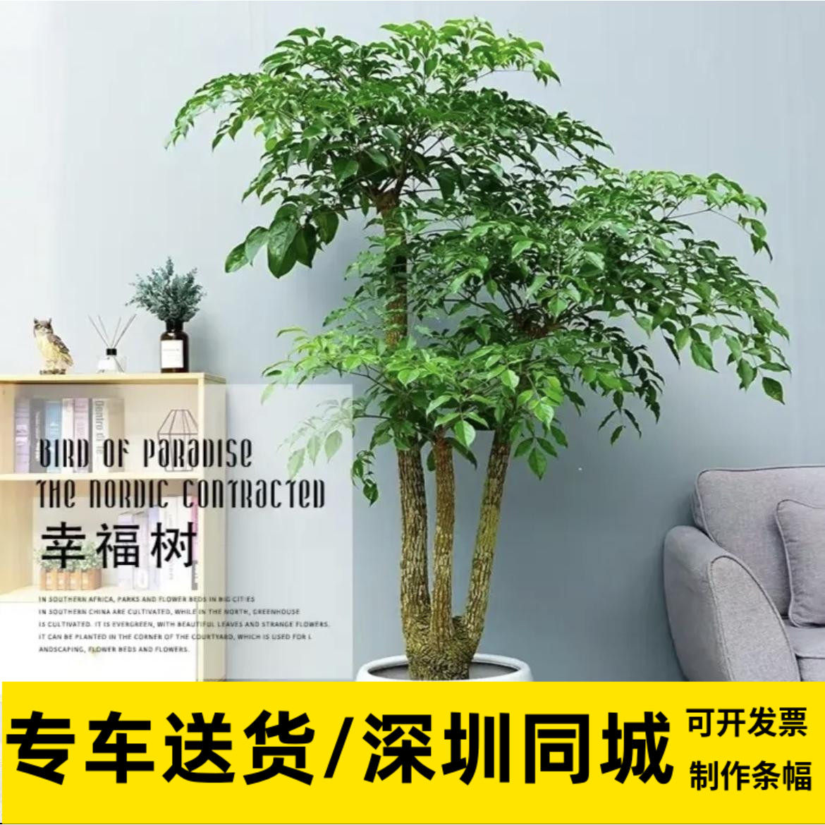 喜阳接待前台大颗深圳同城富贵树