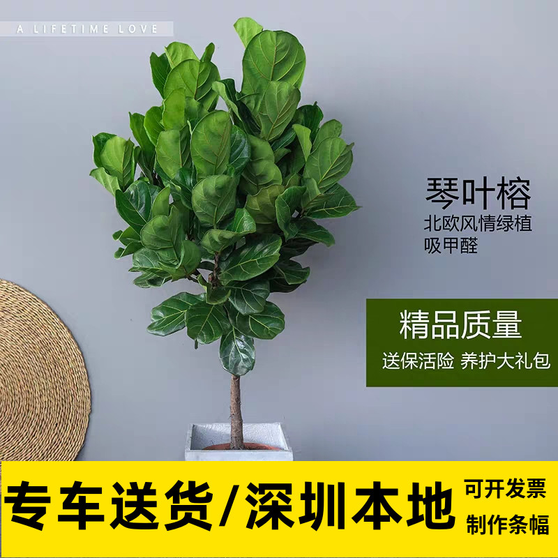 琴叶榕网红大型观叶绿植办公室阳台庭院喜阳植物深圳同城配送包邮