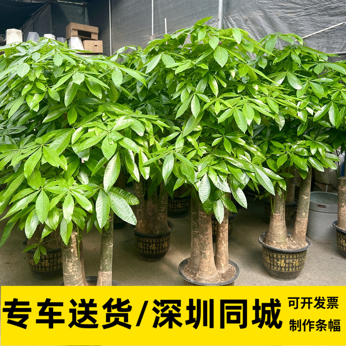 发财树盆栽办公室大植物送礼开业