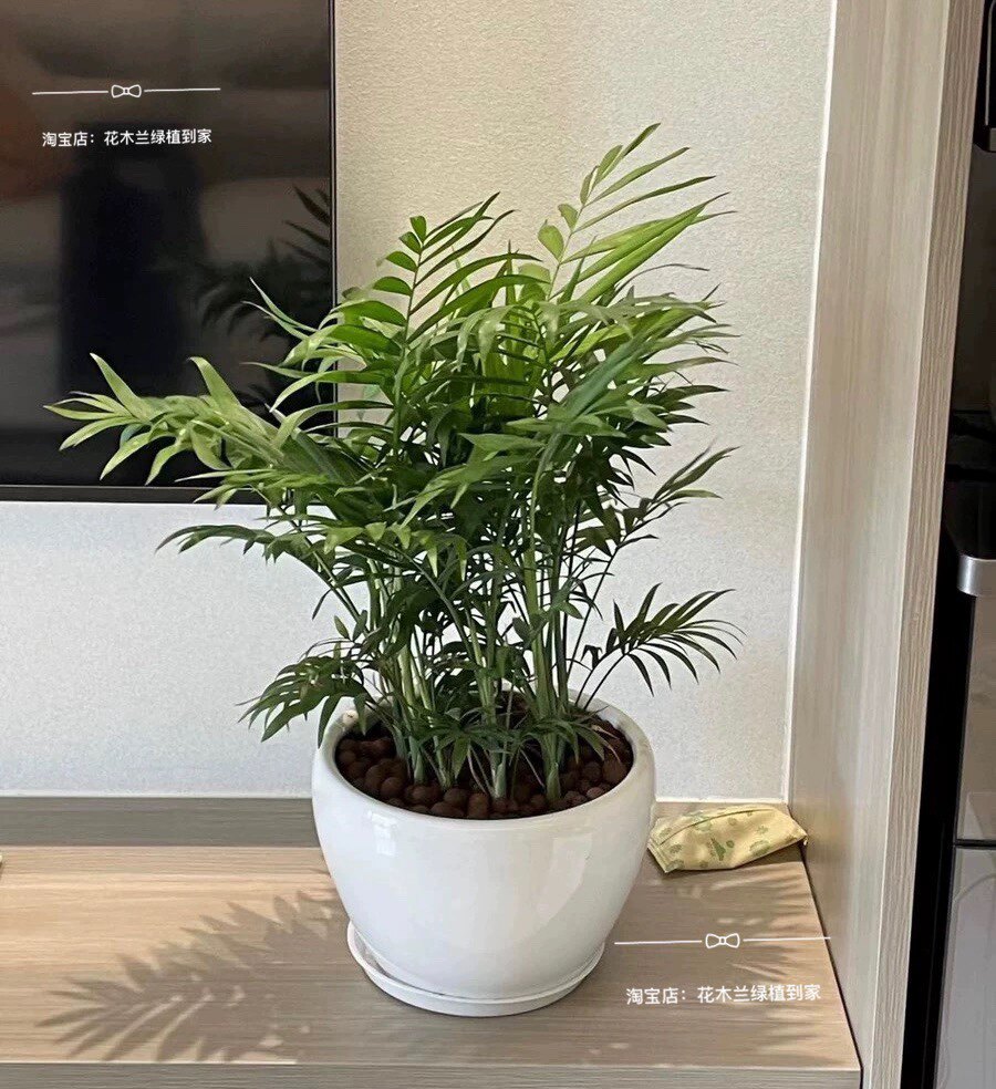 袖珍椰子盆栽办公室客厅去甲醛盆栽桌面小盆栽好养活绿植深圳同城
