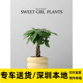 深圳发财树小盆栽办公室客厅桌面盆栽盆景招财树防辐射小植物同城