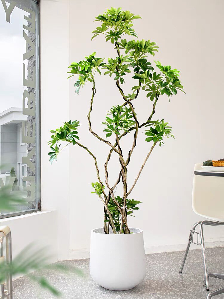 造型鸭掌木盆栽 七叶莲 鸭脚木植物办公室客厅净化空气吸甲醛深圳