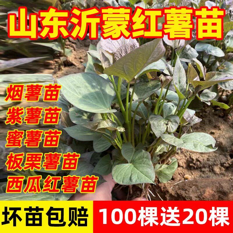 山东红薯苗地瓜苗板栗薯蜜薯紫薯西瓜红高产红薯种植苗烟番薯秧苗