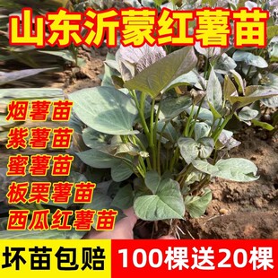 山东红薯苗地瓜苗板栗薯蜜薯紫薯西瓜红高产红薯种植苗烟番薯秧苗