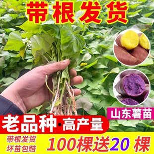 红薯苗地瓜苗蜜薯苗紫薯苗西瓜红薯苗板栗薯秧苗烟薯苗番薯山芋苗