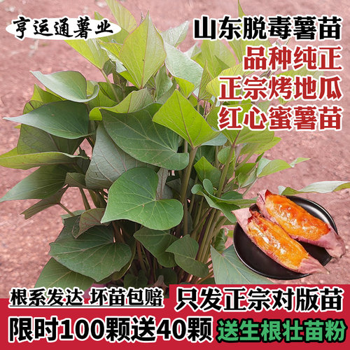 山东烟薯西瓜红板栗淀粉哈密薯苗