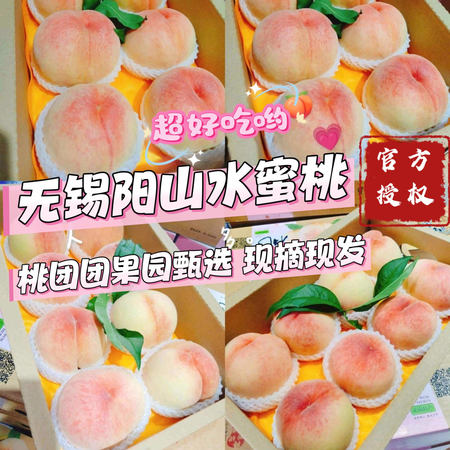 阳山水蜜桃果园孕妇水果多汁水甜