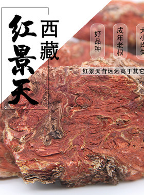 正宗西藏大花红景天去皮高原红景天泡茶泡酒老根大株西藏特产真品
