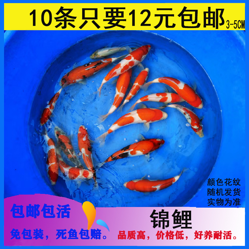 纯种锦鲤鱼苗观赏鱼大红草金鱼活体好养淡冷水鱼黄金龙凤锦鲤鱼缸
