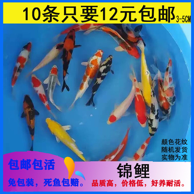 红白昭和绯写德系黄金葡萄锦鲤鱼