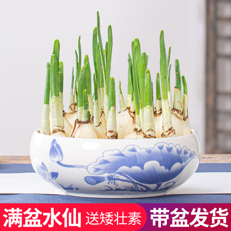 带盆漳州水仙花种球水培满盆年宵开花卉室内冬季好养易活绿植盆栽,鲜花速递/花卉仿真/绿植园艺,种球/裸根,淘宝优惠券,粉丝福利购,淘宝优惠卷