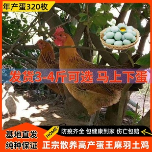 3.5斤高产蛋王麻羽绿壳蛋鸡成年青脚土鸡下蛋鸡活鸡包活到家大鸡