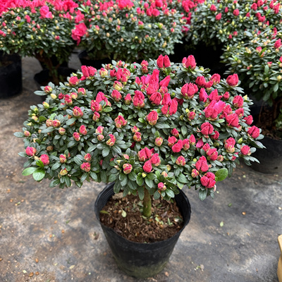 精品四季杜鹃花比利时西洋鹃开花绿植盆栽室内外庭院地栽带花带苞