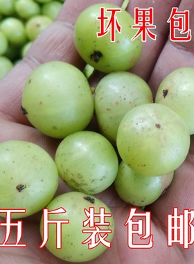 5斤装包邮 新鲜油甘果牛甘果余甘子油柑子果滇橄榄果油甘子现摘