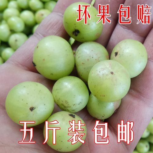 5斤装包邮 新鲜油甘果牛甘果余甘子油柑子果滇橄榄果油甘子现摘