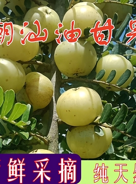 新鲜油甘果牛甘果余甘果油柑子果滇橄榄果油甘子余甘子果现摘包邮