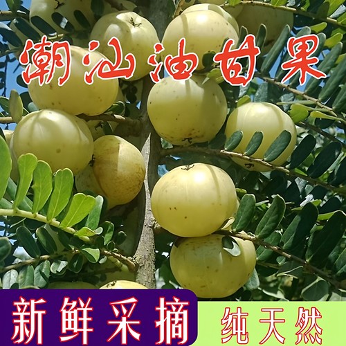 新鲜油甘果牛甘果余甘果油柑子果滇橄榄果油甘子余甘子果现摘包邮 - 封面