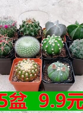 红太阳仙人球四季开花菲花玉仙人球红色仙人球玉翁仙人球净化空气