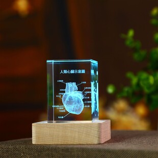 初中生物心脏模型儿童玩具人体器官结构躯干构造图生物器材桌面摆