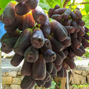 山东特产平度大泽山甜蜜蓝宝石葡萄果园新鲜现摘现发4斤包邮