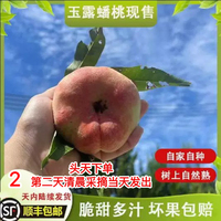 老爸自種的玉露蟠桃自家桃林新鮮桃子當(dāng)季水果甘甜脆甜多汁順豐包