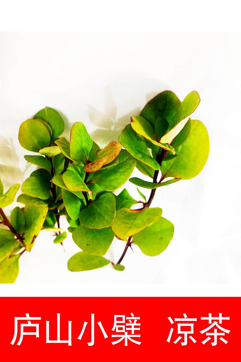 庐山小檗咽喉疼肿痛口鼻肝内火凉茶男女苦丁茶下火热上火黄莲茶叶