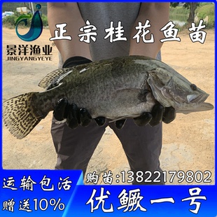 优质鳜鱼苗 桂花鱼苗 淡水鱼养殖高档鱼  桂鱼季花鱼活体包邮包活