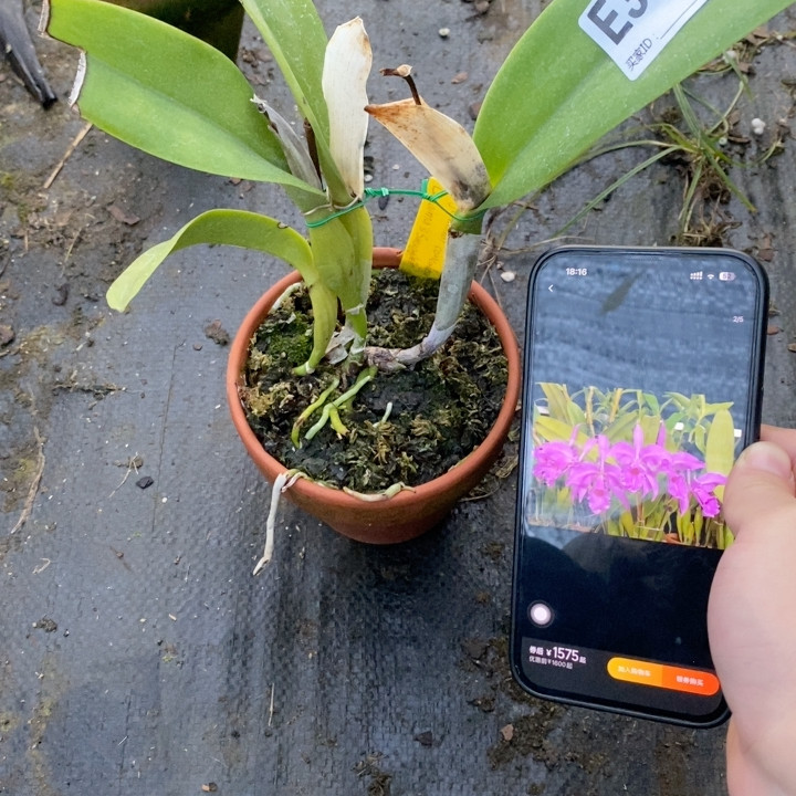 E393卡耐马兰园同色杰玛尼