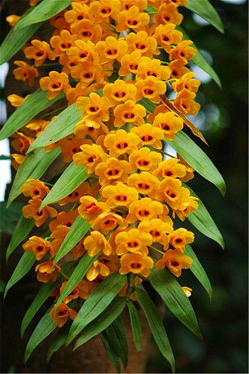 束花石斛  黄花洋吊兰花卉盆栽绿植瀑布  附生兰浓香大花石斛苗