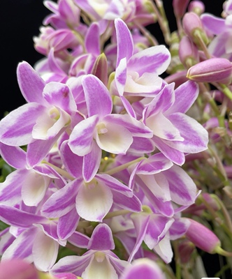 泼墨粉梦幻春石斛酷米D.Hamana Lake