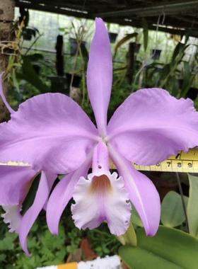 同色瓦涅里卡特兰C.warneri fma concolor“ Floralia ”大花洋兰