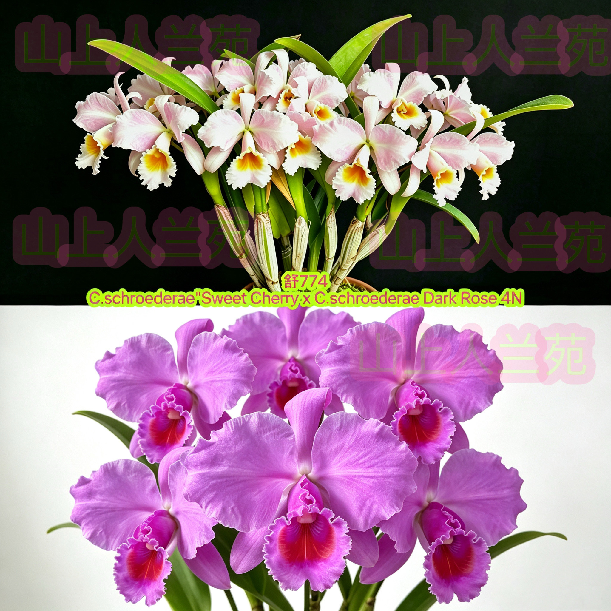 舒罗774卡特兰C.schroederae（Sweet Cherry x Dark Rose4N）浓香
