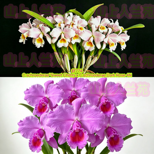 舒罗774卡特兰C.schroederae（Sweet Cherry x Dark Rose4N）浓香