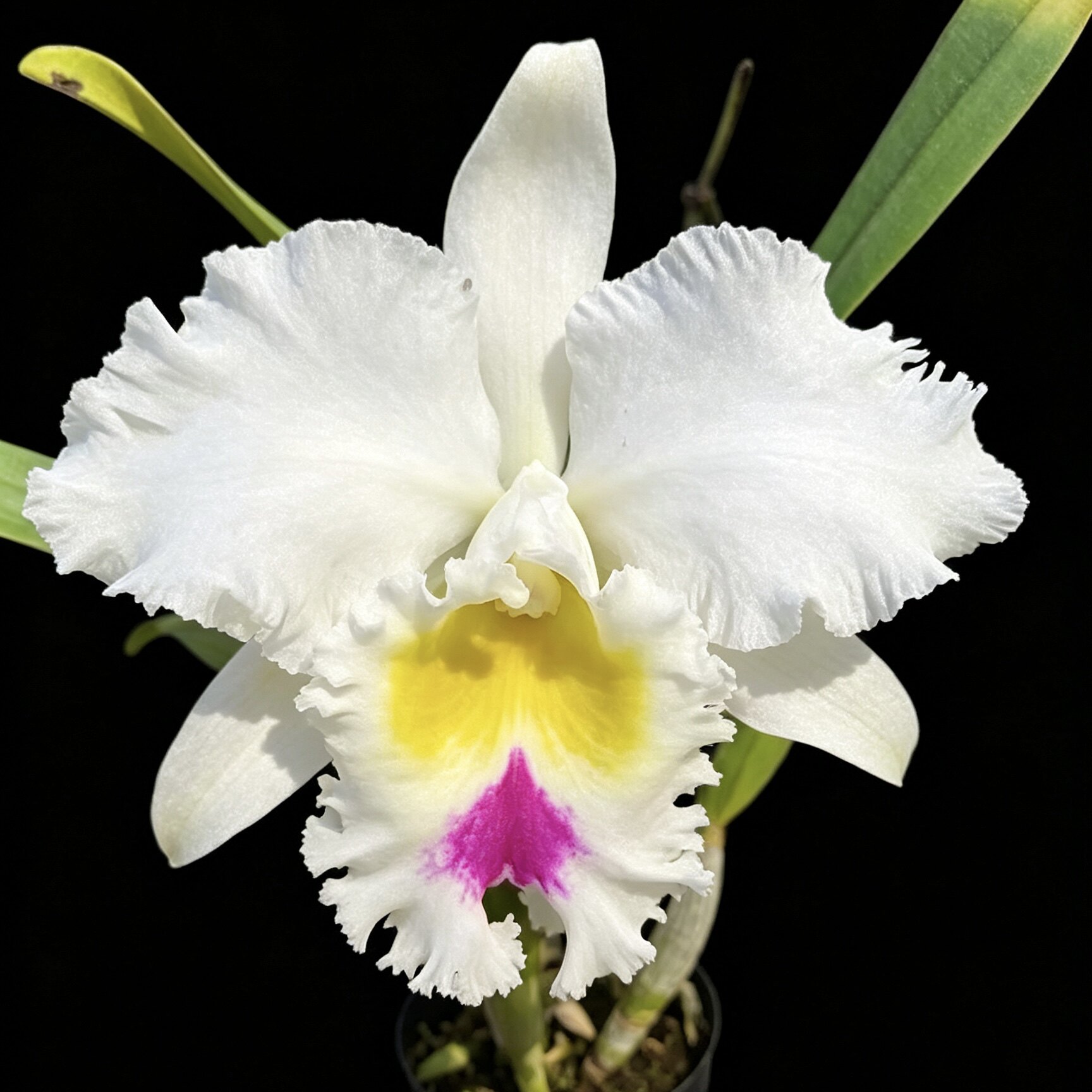 南球大花卡特兰Rlc. Llou Hope 'Nan Chyou'浓香洋兰花卉