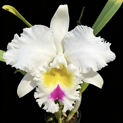 南球大花卡特兰Rlc. Llou Hope 'Nan Chyou'浓香洋兰花卉