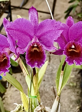 深红网纹帕西  卡特兰C.percivaiiana 'Summit x Marmolada’洋兰