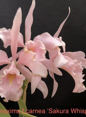 樱花马卡特兰C. maxima  carnea ‘Sakura Whisper’ x self实生