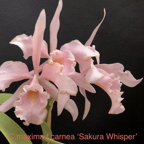 樱花马卡特兰C. maxima  carnea ‘Sakura Whisper’ x self实生