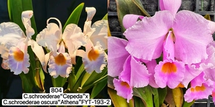 舒罗804卡特兰C.schroederae x sib大花浓香洋兰花卉盆栽绿植