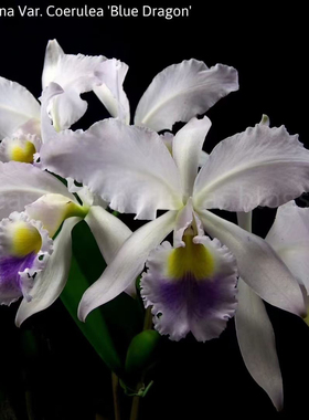 嘎斯蓝龙卡特兰C. gaskelliana var.coerulea 