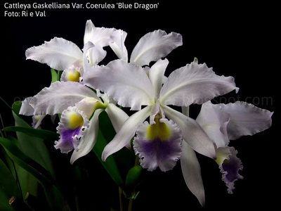 嘎斯蓝龙卡特兰C. gaskelliana var.coerulea 