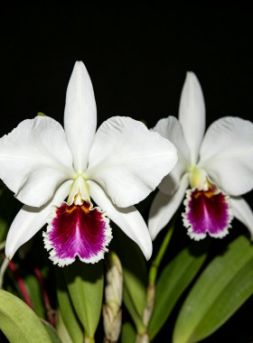 半白帕西卡特兰C. percivaliana semi-alba 'Farah Diba'大花洋兰