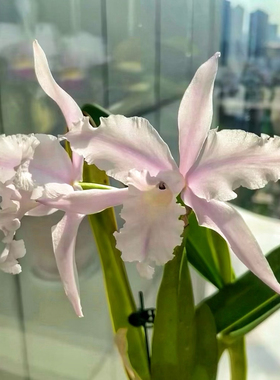 卡特兰  同色罗巴塔L.lobata var.concolor 'Masato' AM/AOS洋兰