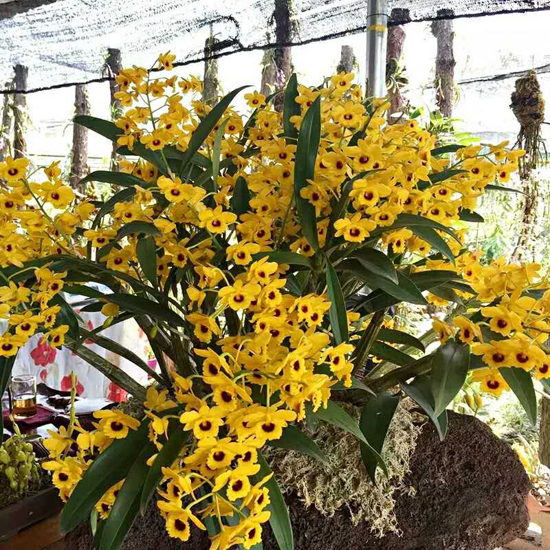 鼓槌石斛 金弓石斛兰花苗小鼓 板植木桩盆栽棒槌附生兰洋吊兰花卉